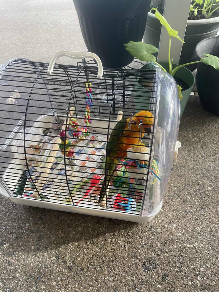 Sun conure bird image 2