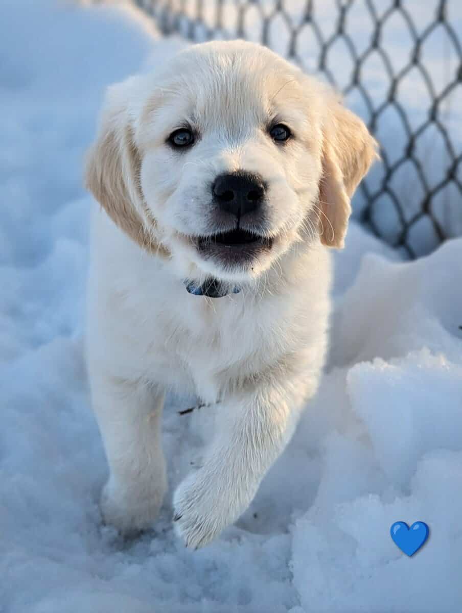 English Cream Golden Retriever Puppies image 6