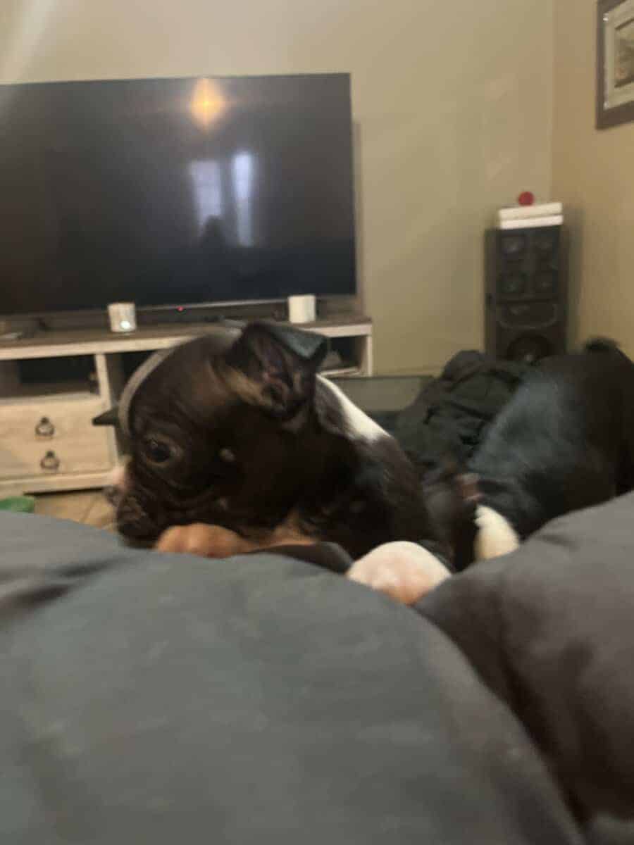 Boston terrier puppies image 10