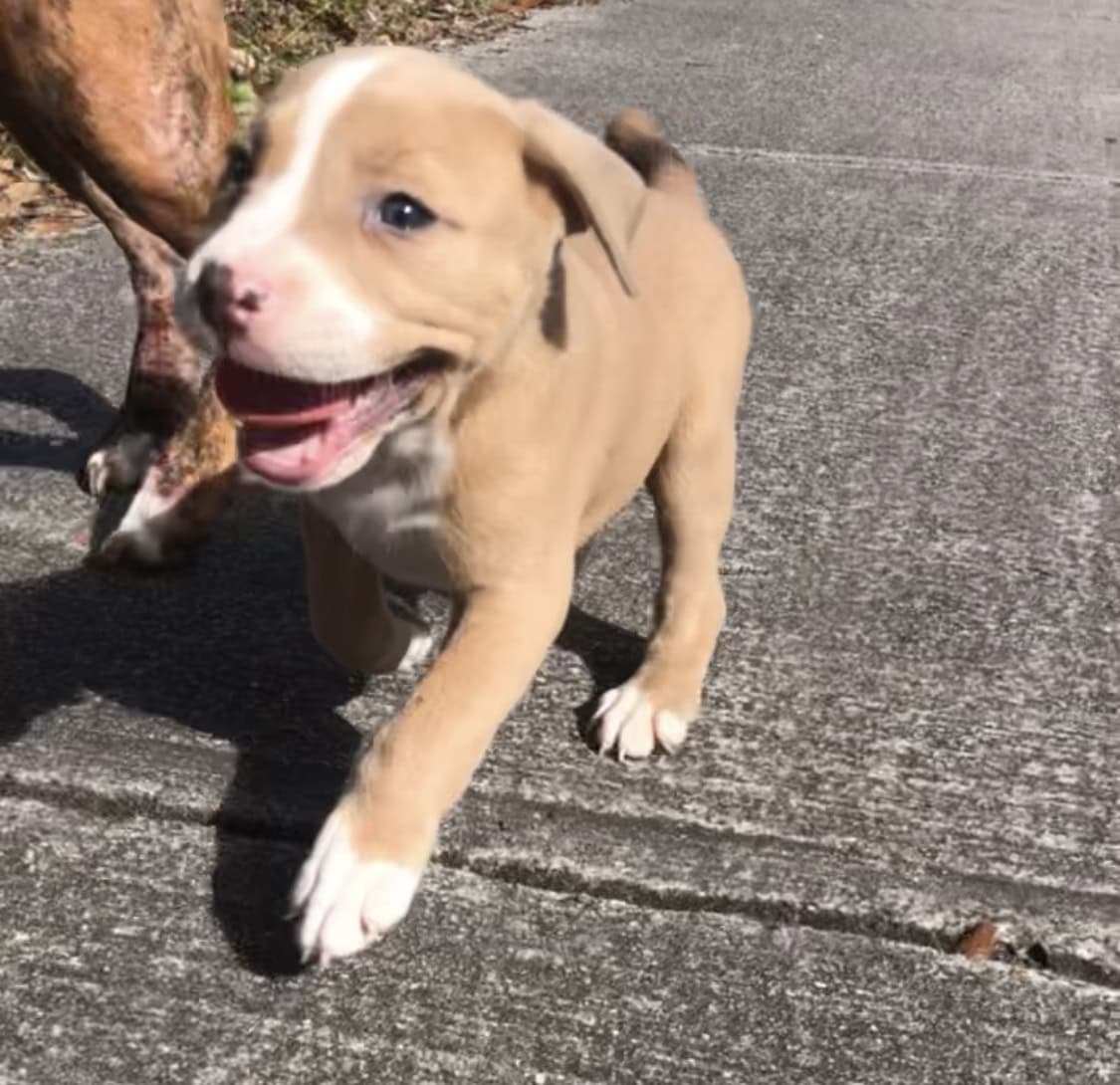 Puppies (PitBull) image 5