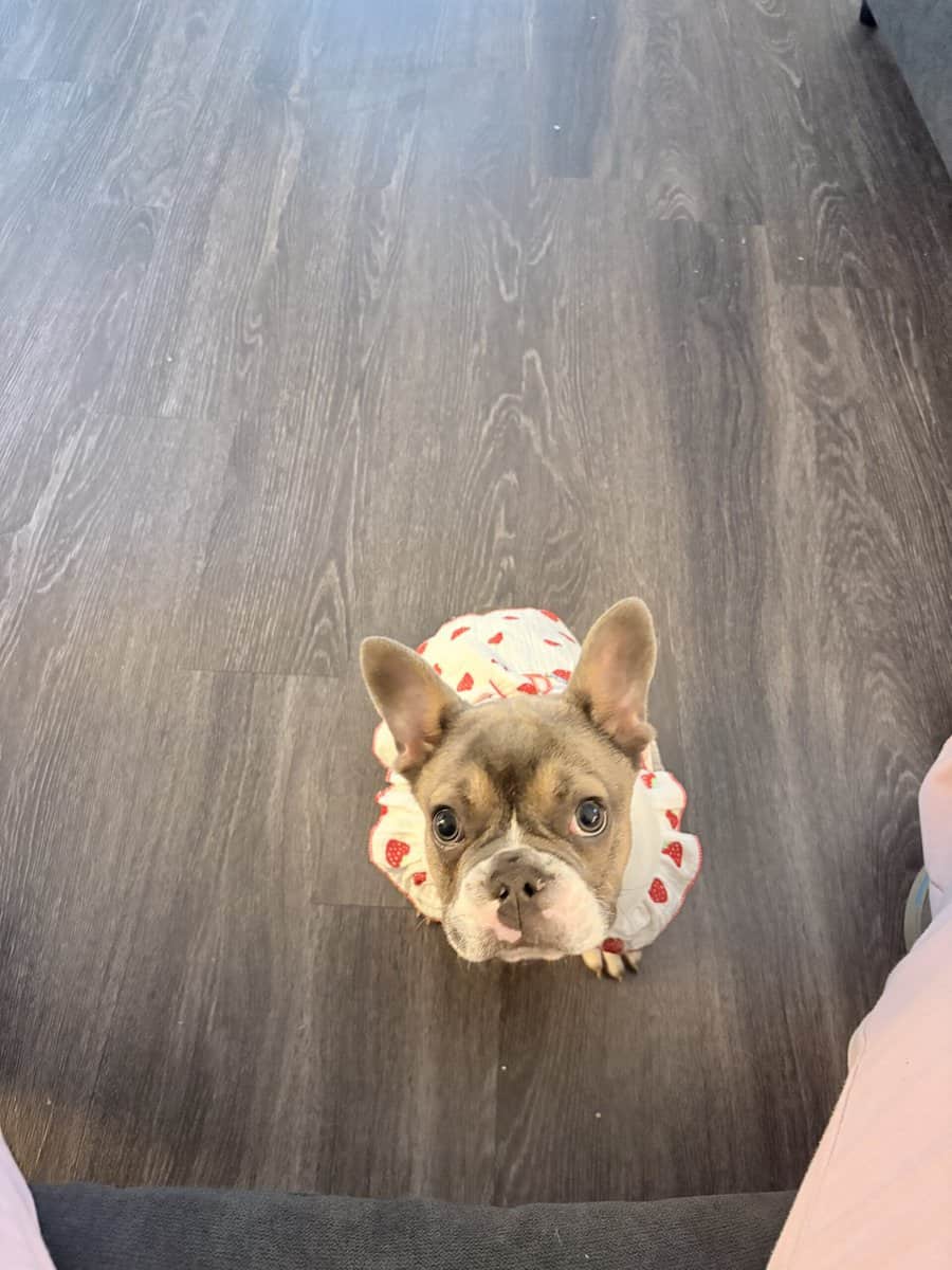 French Puppy Bulldog image 3
