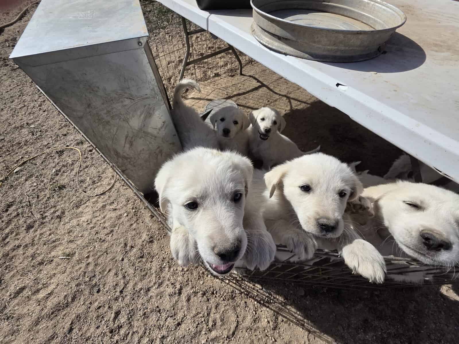 Great Pyrenees/Anatolian Puppies image 4