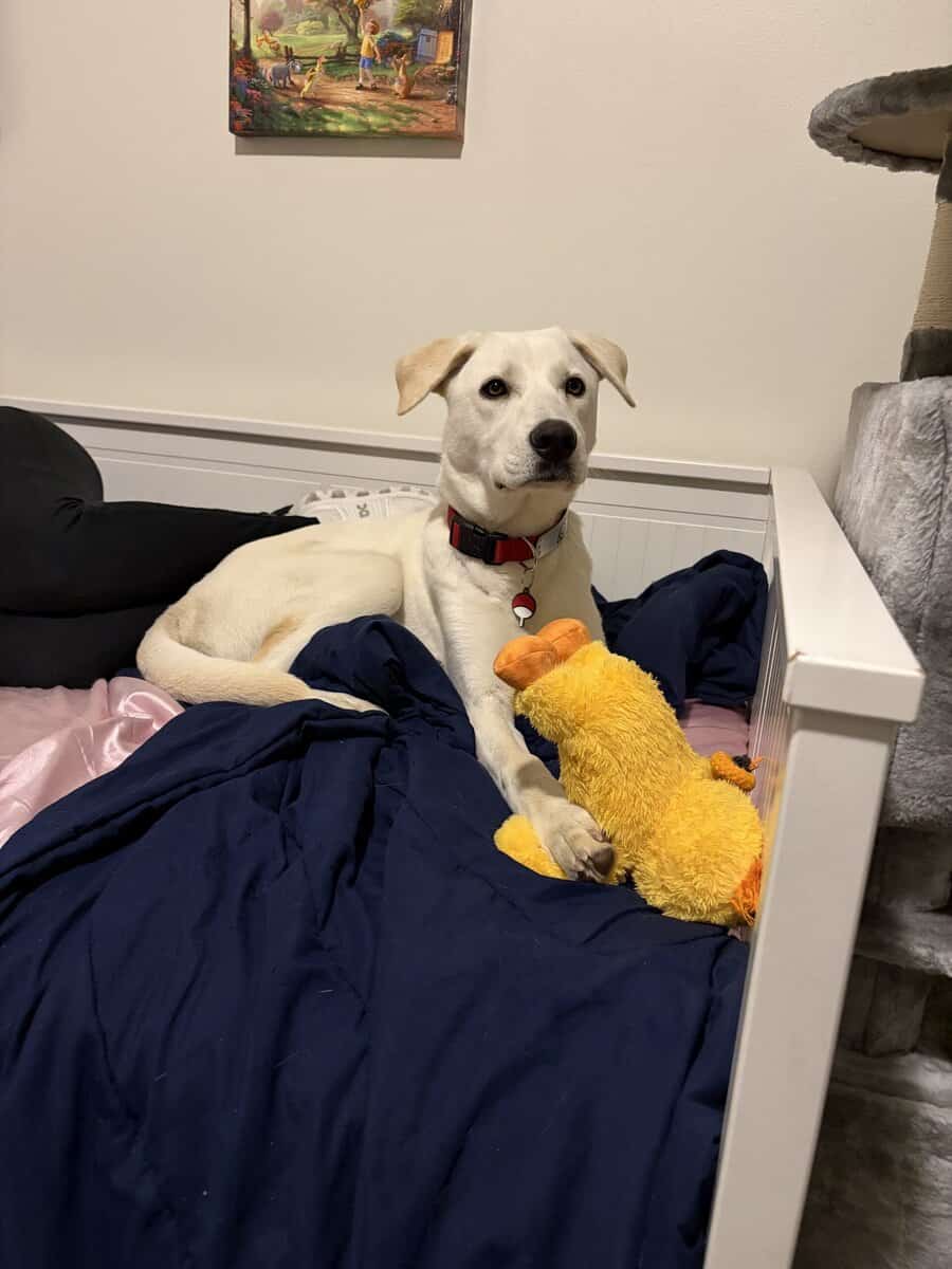 Needing a loving home for our Labrador Retriever image 3
