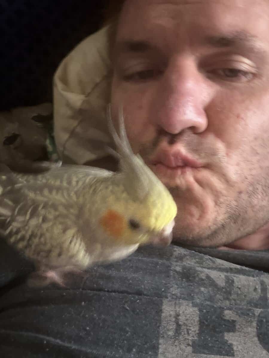 I’m lookin for a cocktail bird for my female image 2