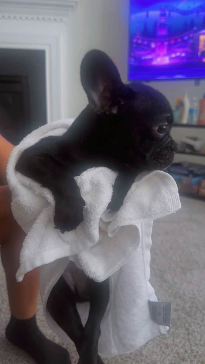 Frenchie pups image 2