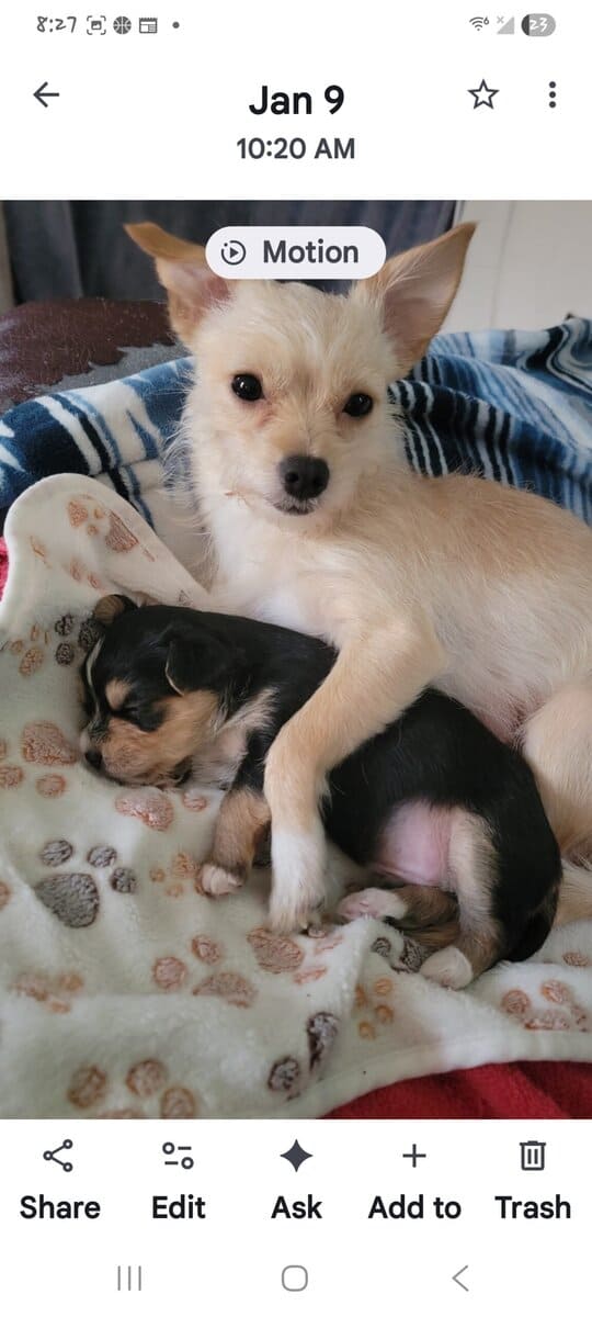 2 male puppies in need of loving home image 6