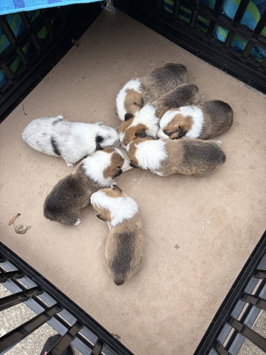 Pembroke welsh corgi pups image 10