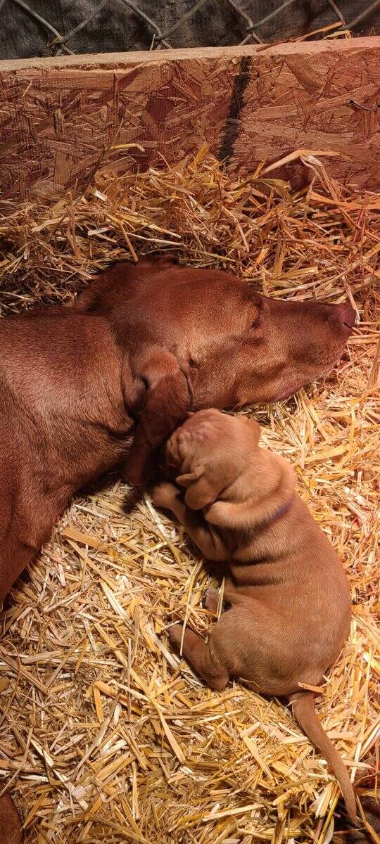 AKC Registered Vizsla Puppies image 7