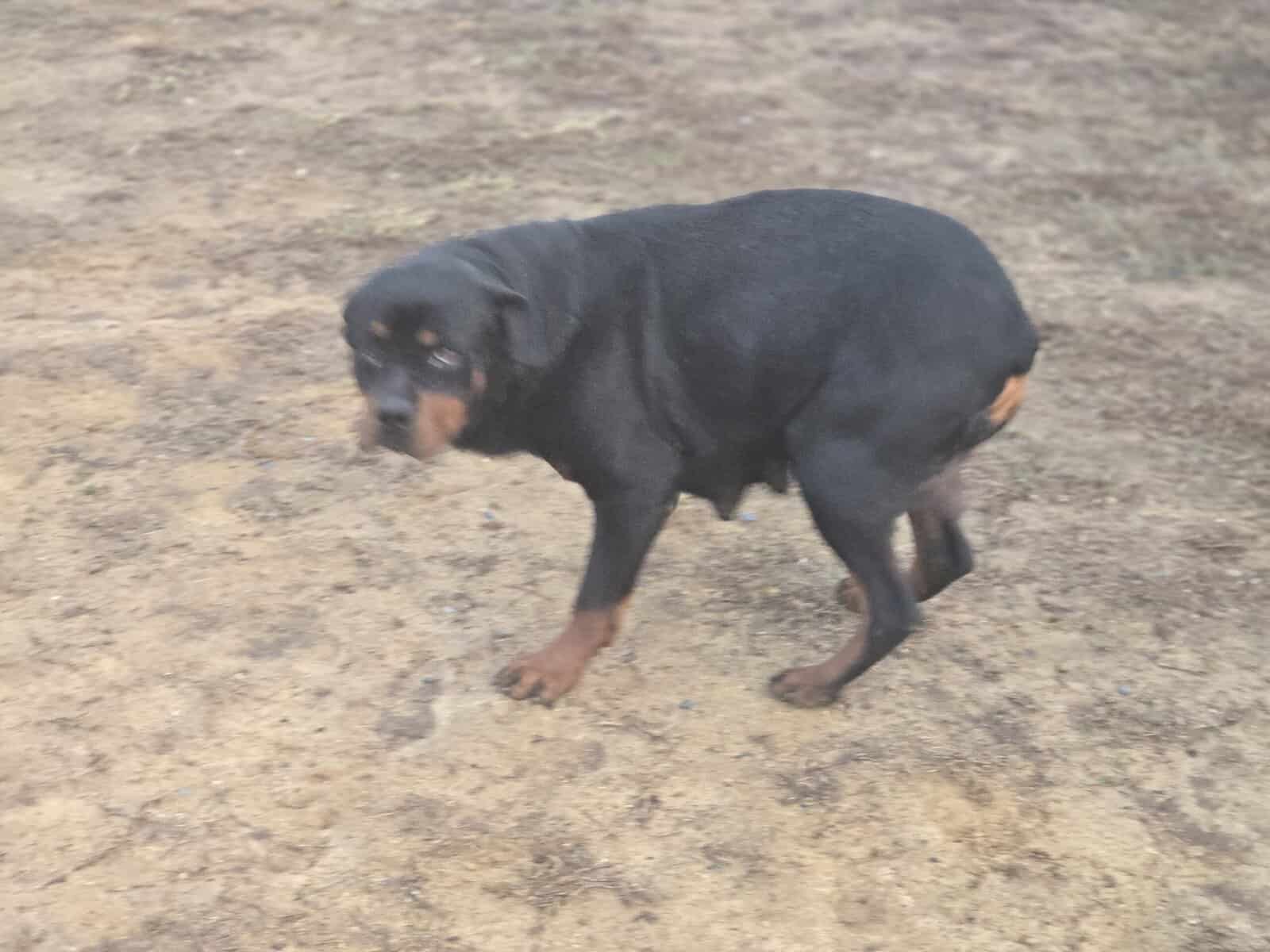 Rottweilers for sale image 3
