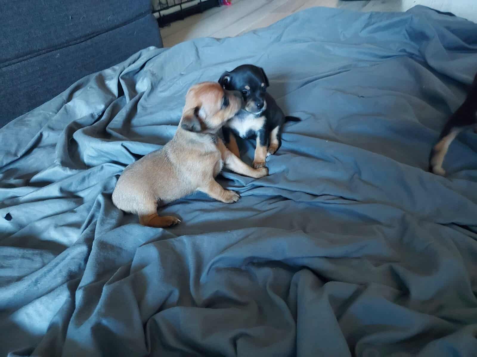 Very cute Jackchi puppies image 8