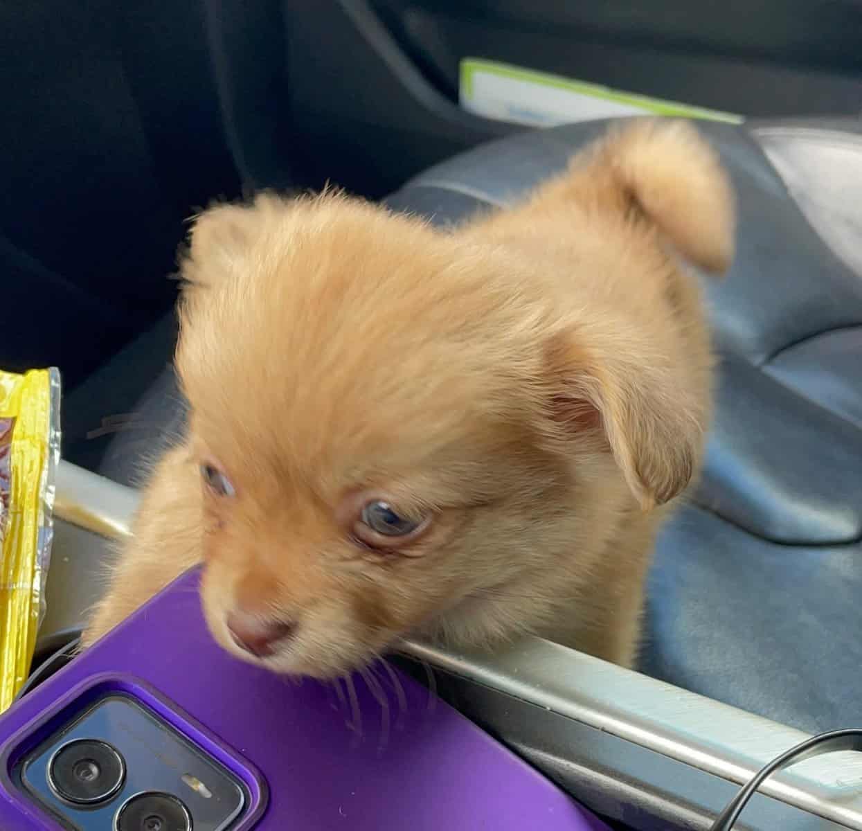 Tiny Pomchi Girl 🌸🩷 image 4