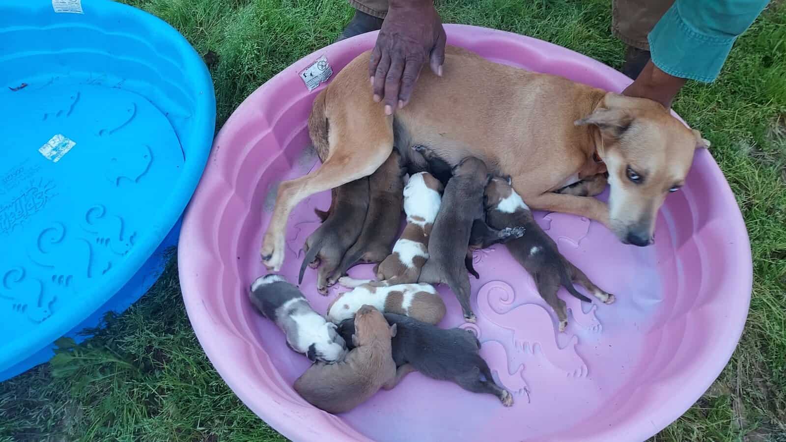 NALC Catahoula Puppies image 1