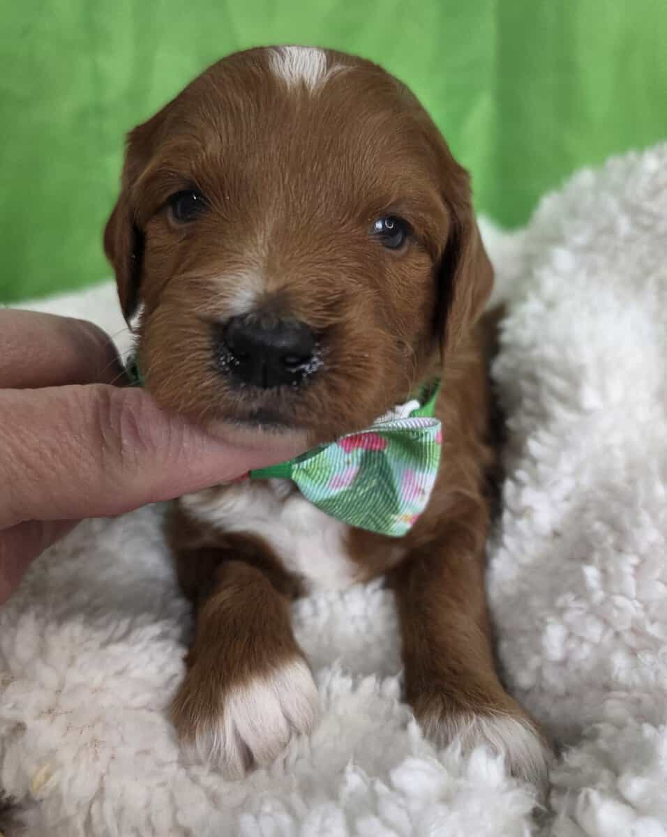 Adorable Mini Goldendoodles image 3
