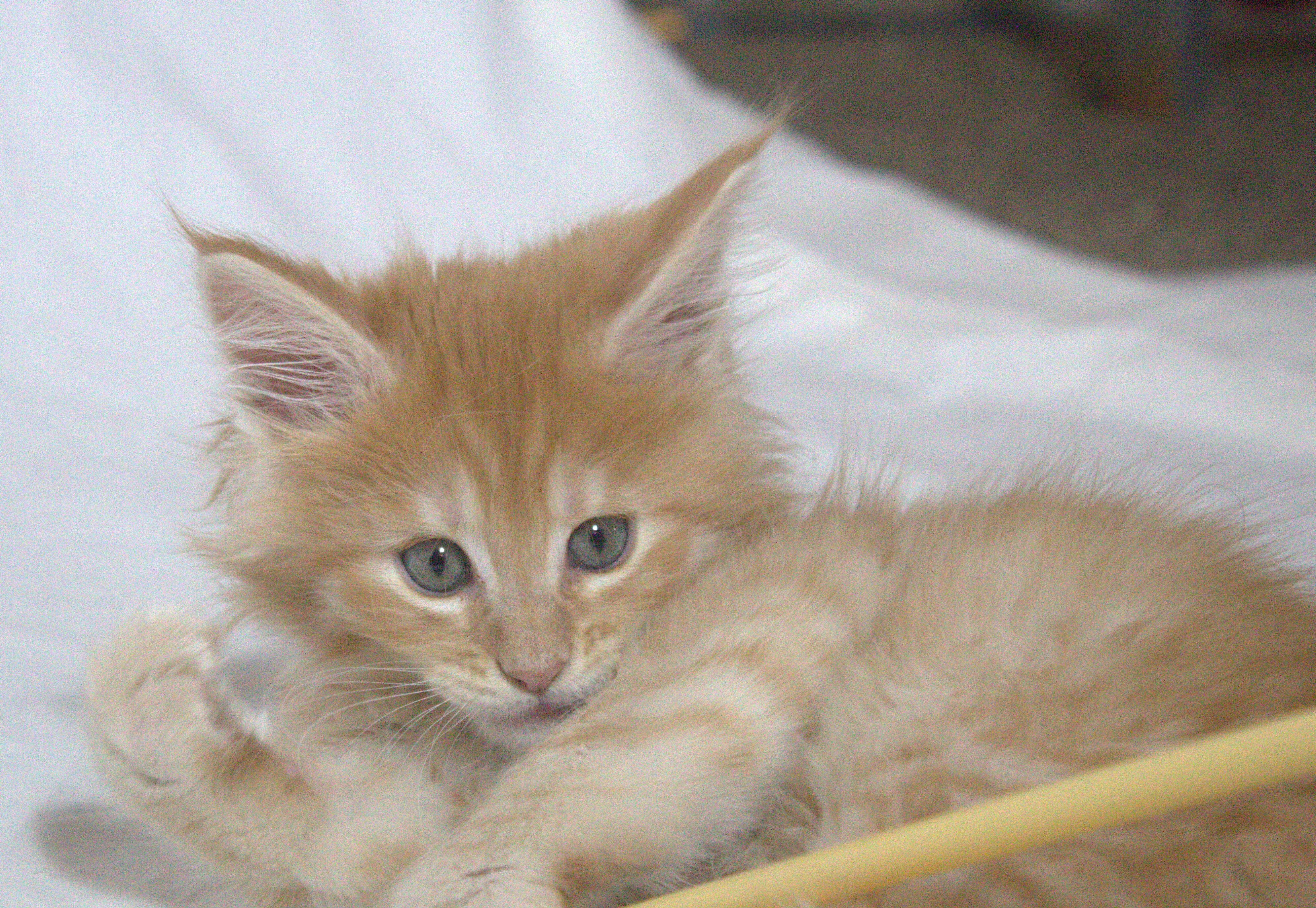 TICA Registered Main Coon Kittens image 6