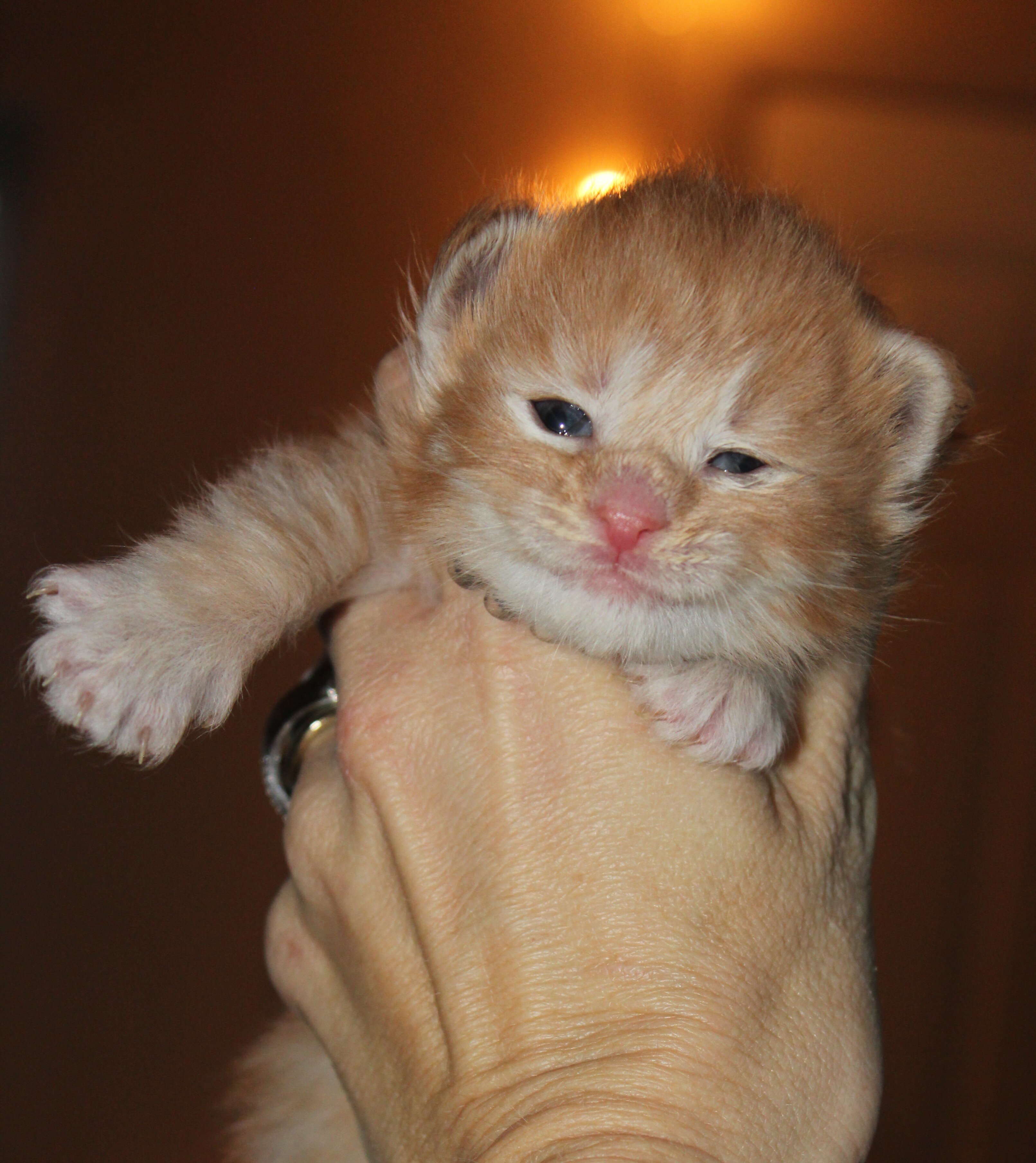 TICA Registered Main Coon Kittens image 8