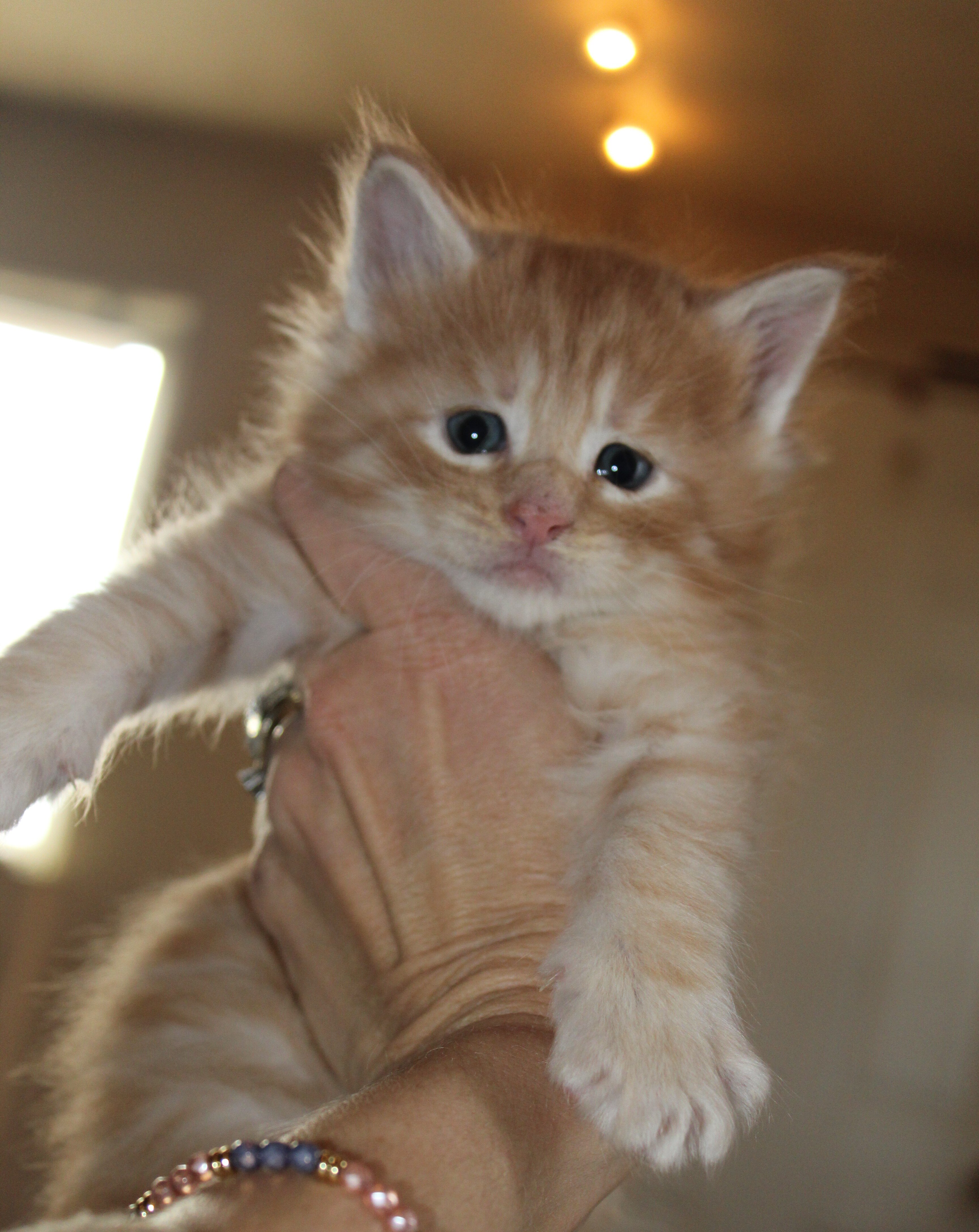 TICA Registered Main Coon Kittens image 7