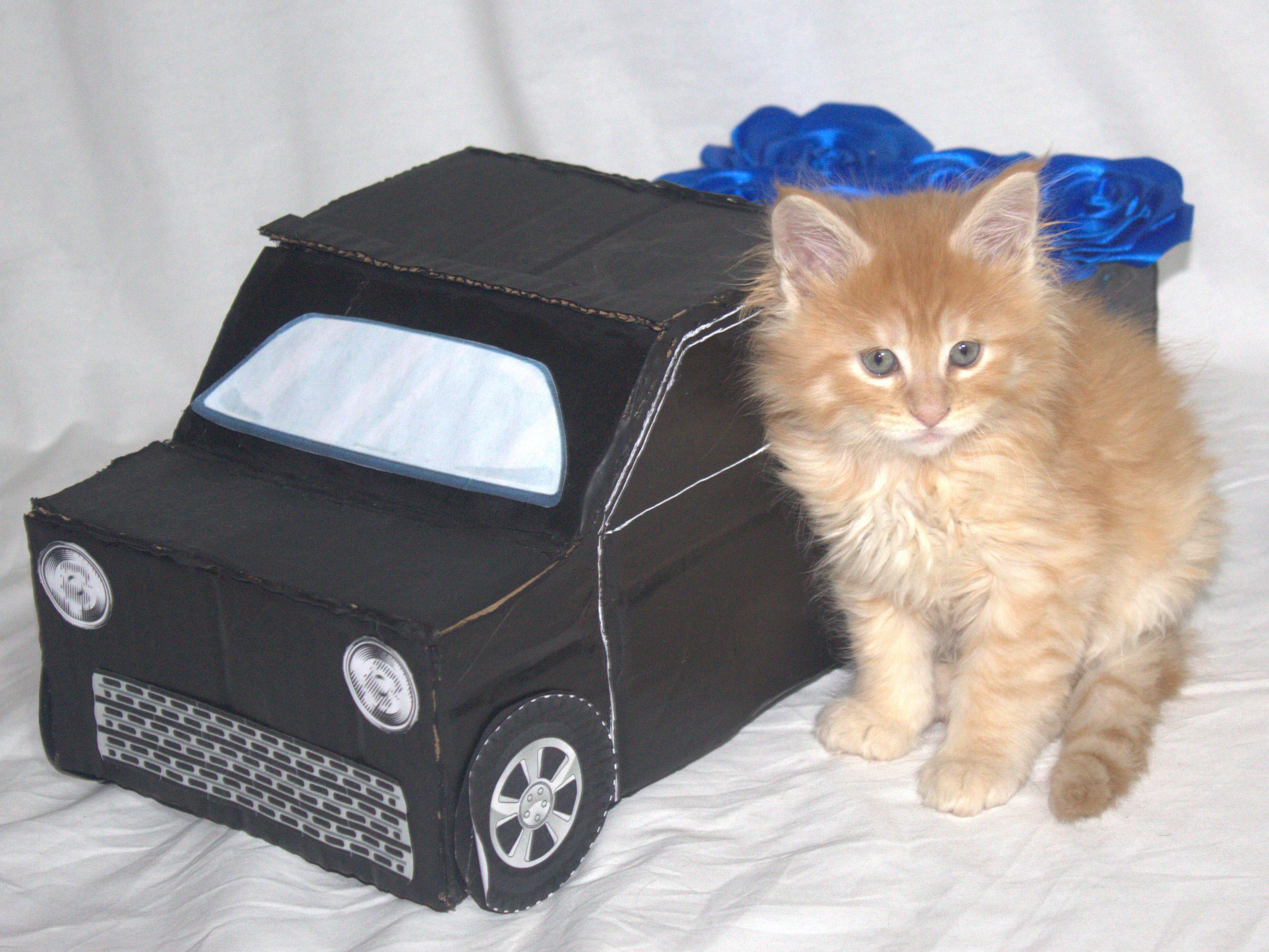TICA Registered Main Coon Kittens image 3