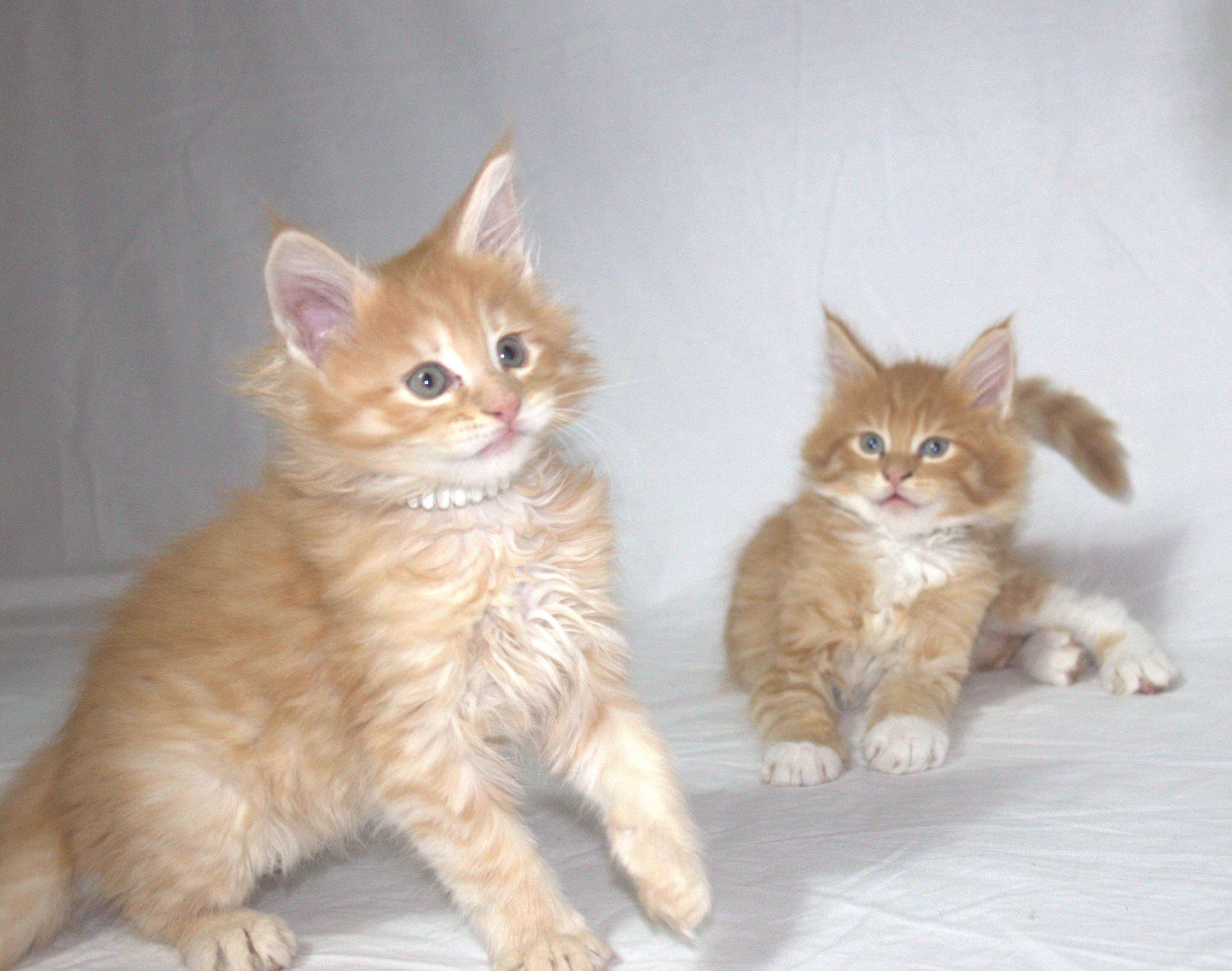 TICA Registered Main Coon Kittens image 5