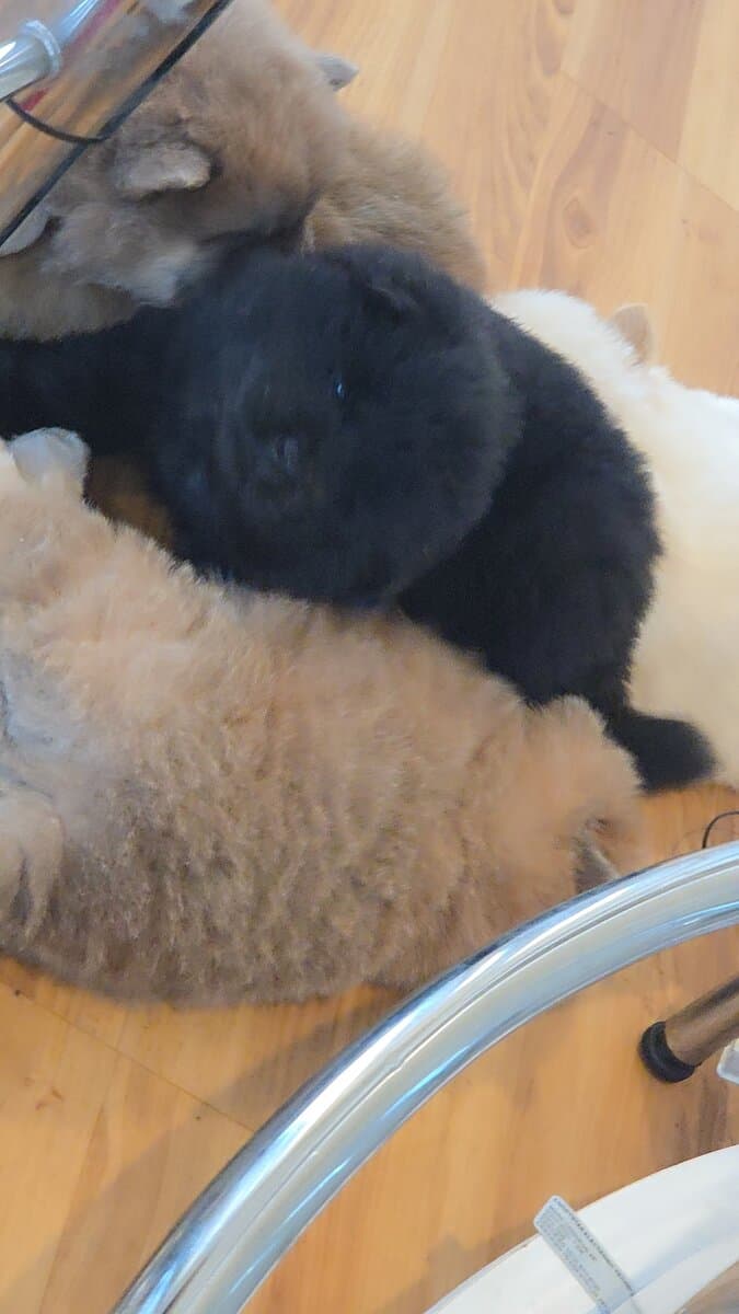 Chow Chow puppies for sale image 5
