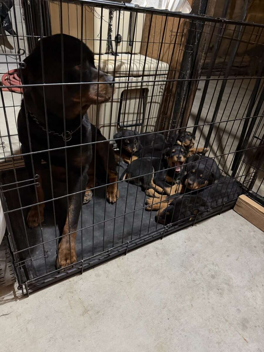 Rottweiler Puppies image 2