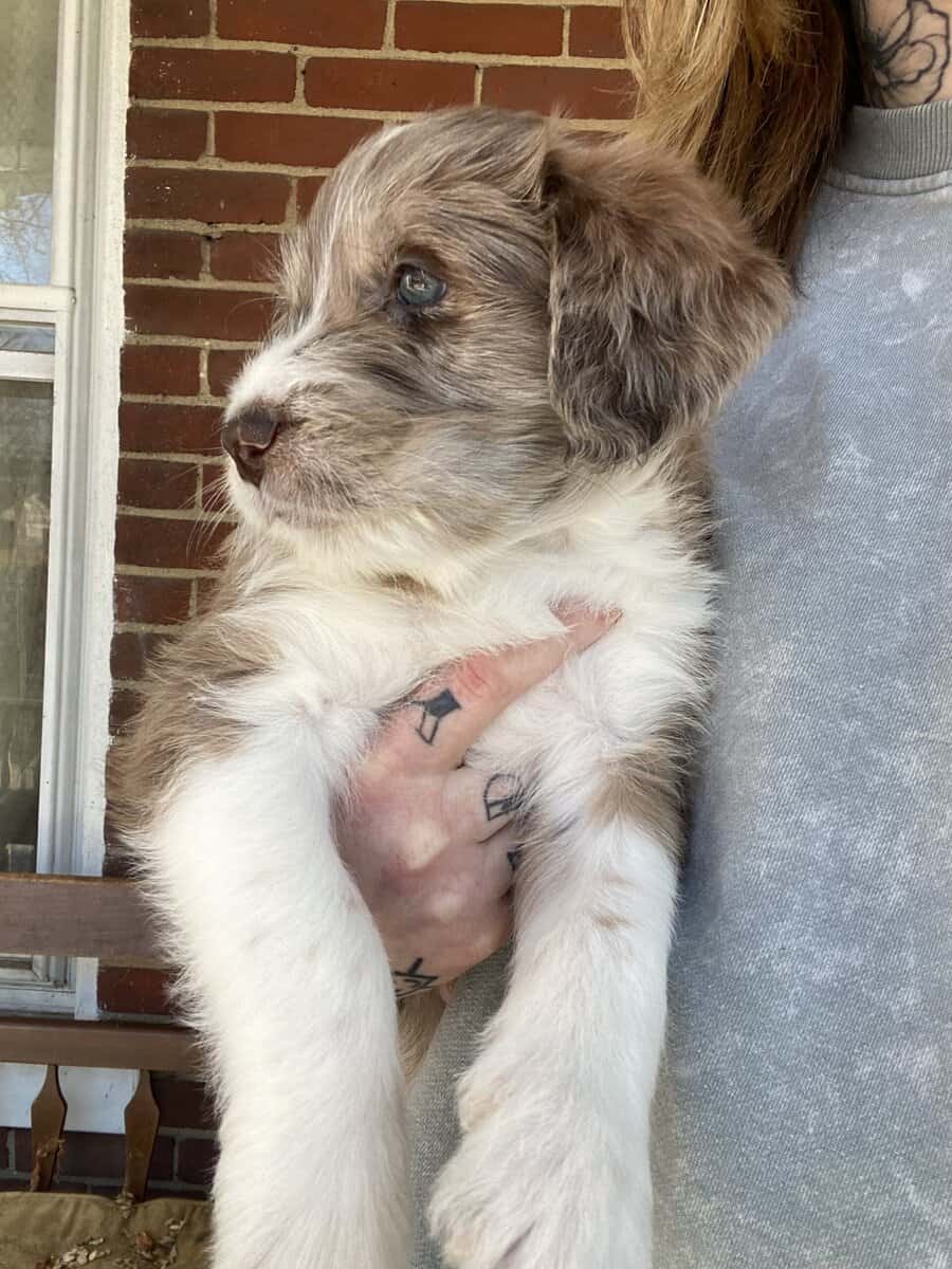 Boy Merle Aussiedoodle Puppy image 3