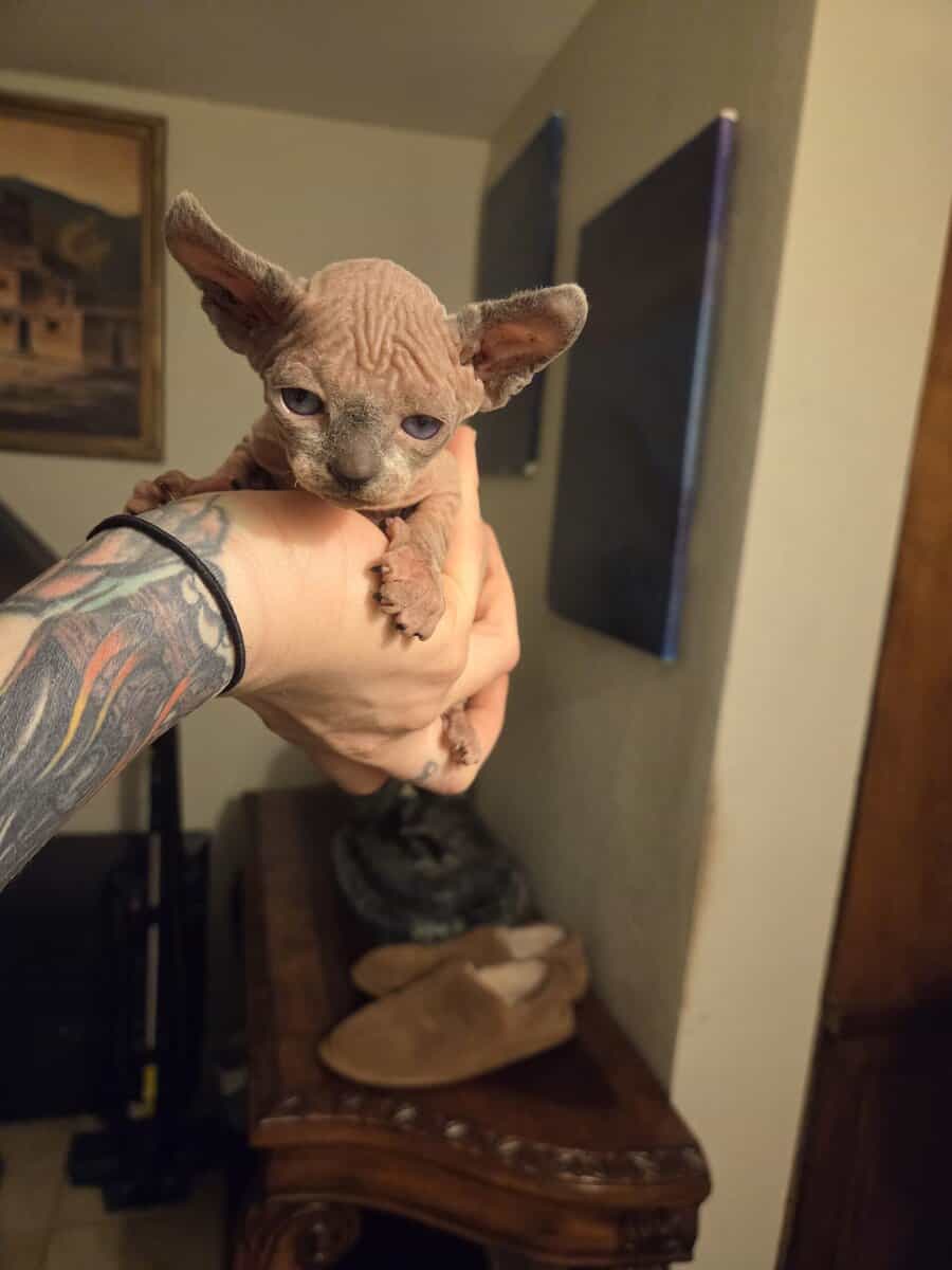 Sphynx boys image 5