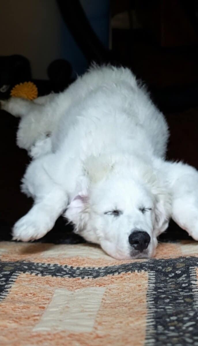 1yr old Great Pyrenees male pup image 2