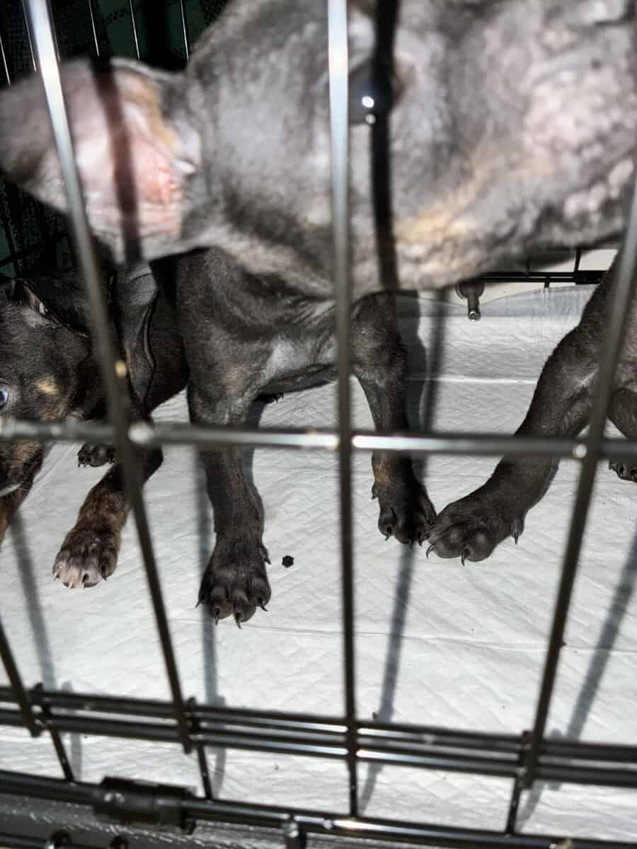 Bluenose Pit Puppies image 1