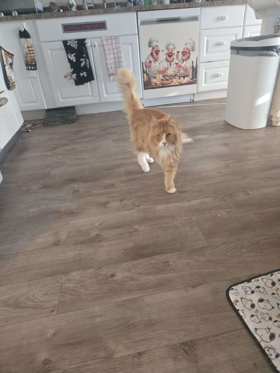 Free Mainecoon image 2