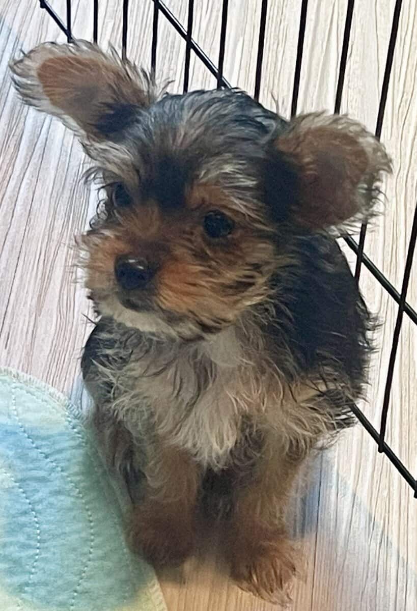 PUREBRED TEACUP YORKIE image 2