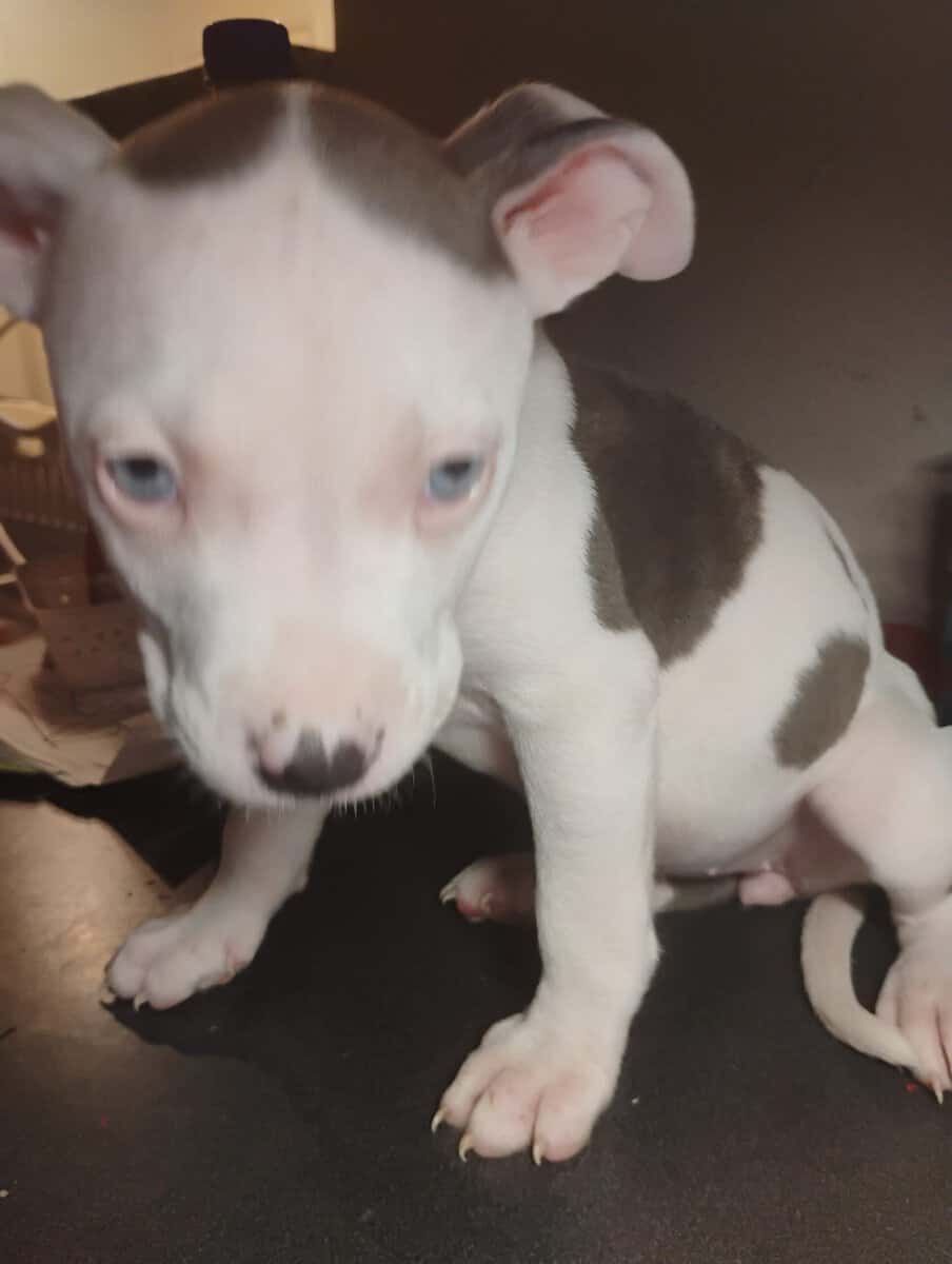 PitBull Mix image 1