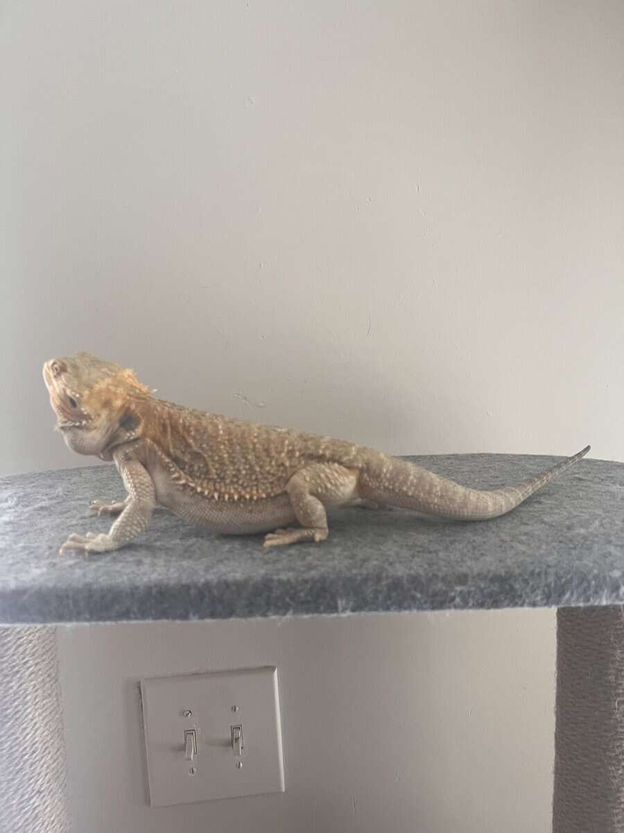 Blue citrus bearded dragon image 2