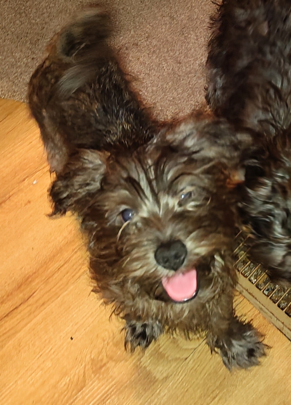 RARE RARE BRINDLE FOURCHE image 1