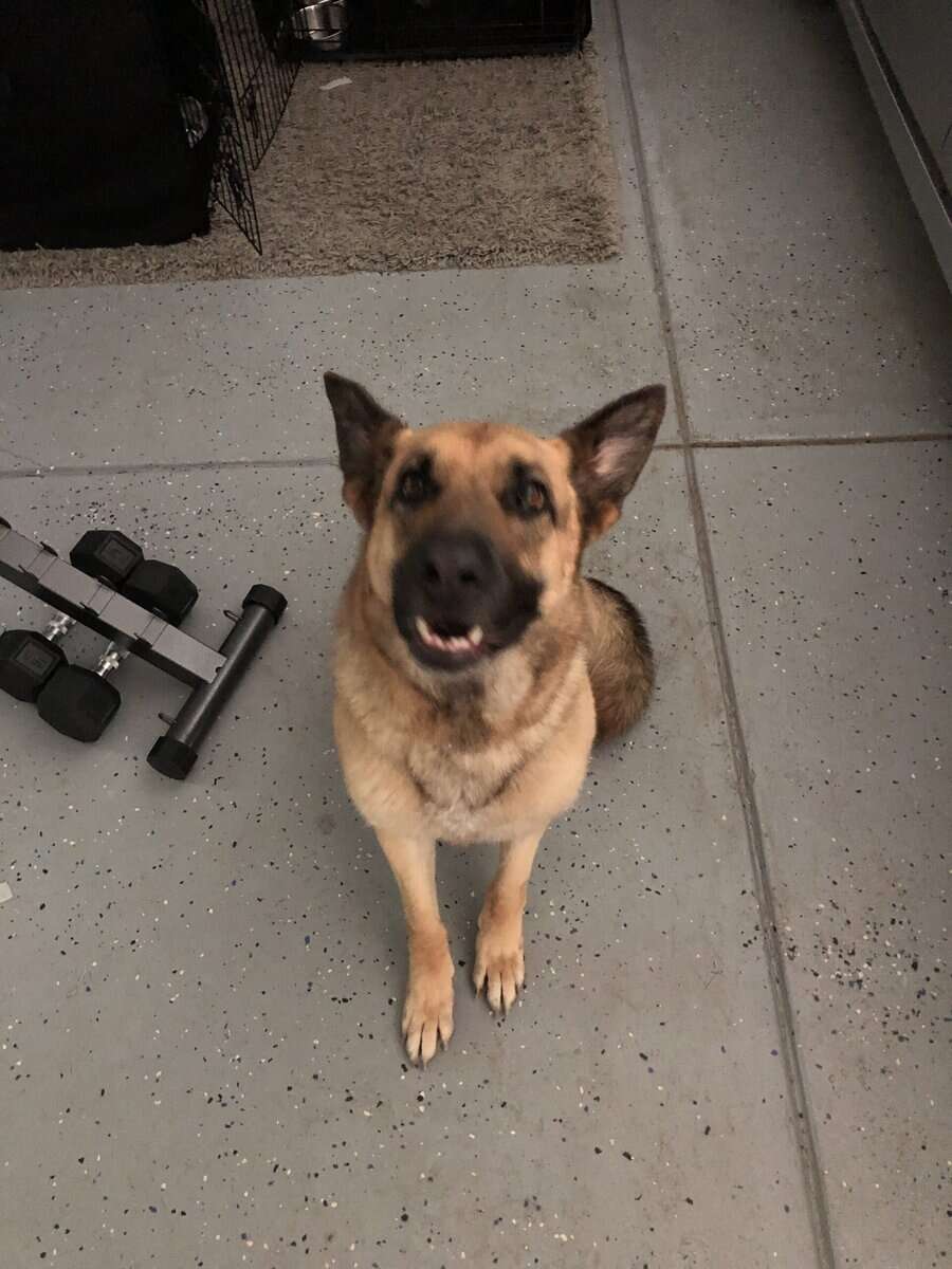 Rehoming Female German Shepherd image 10