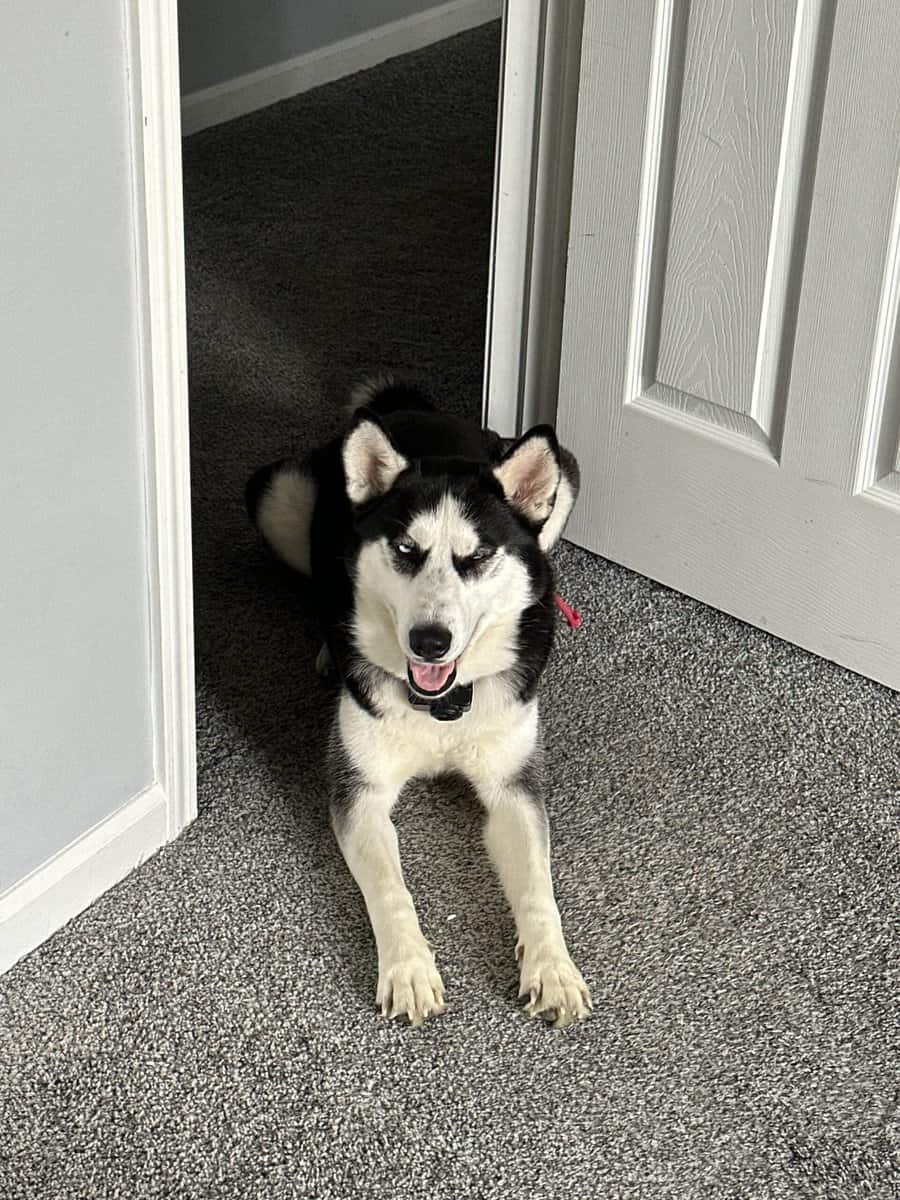 Great dogs needing home due to family change image 4