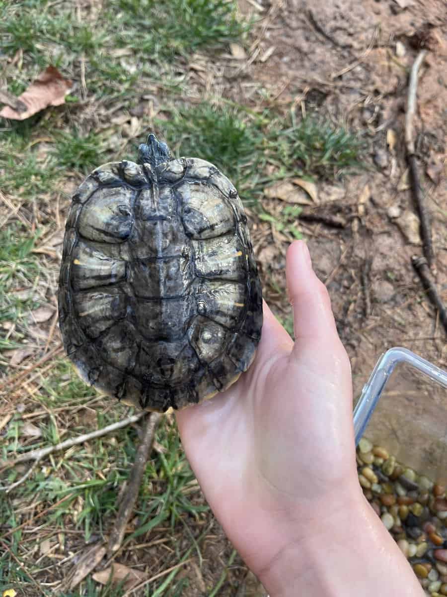 Male subadult healthy red ear slider image 5