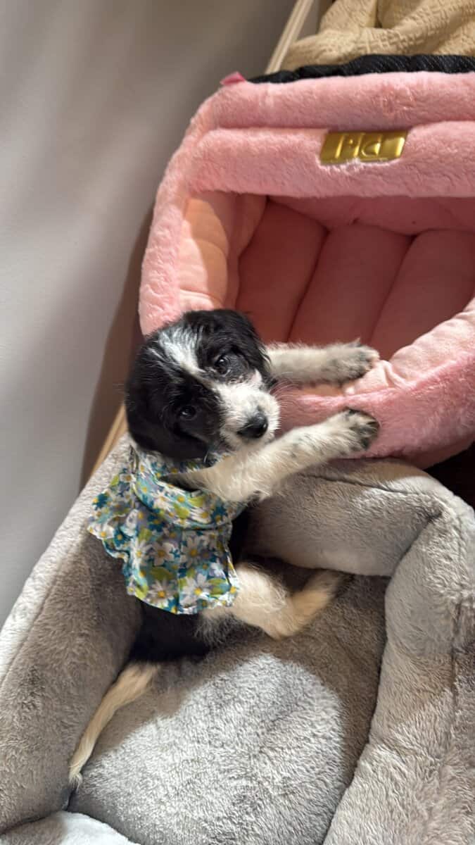 Free puppies of 3 months looking for an owner image 5