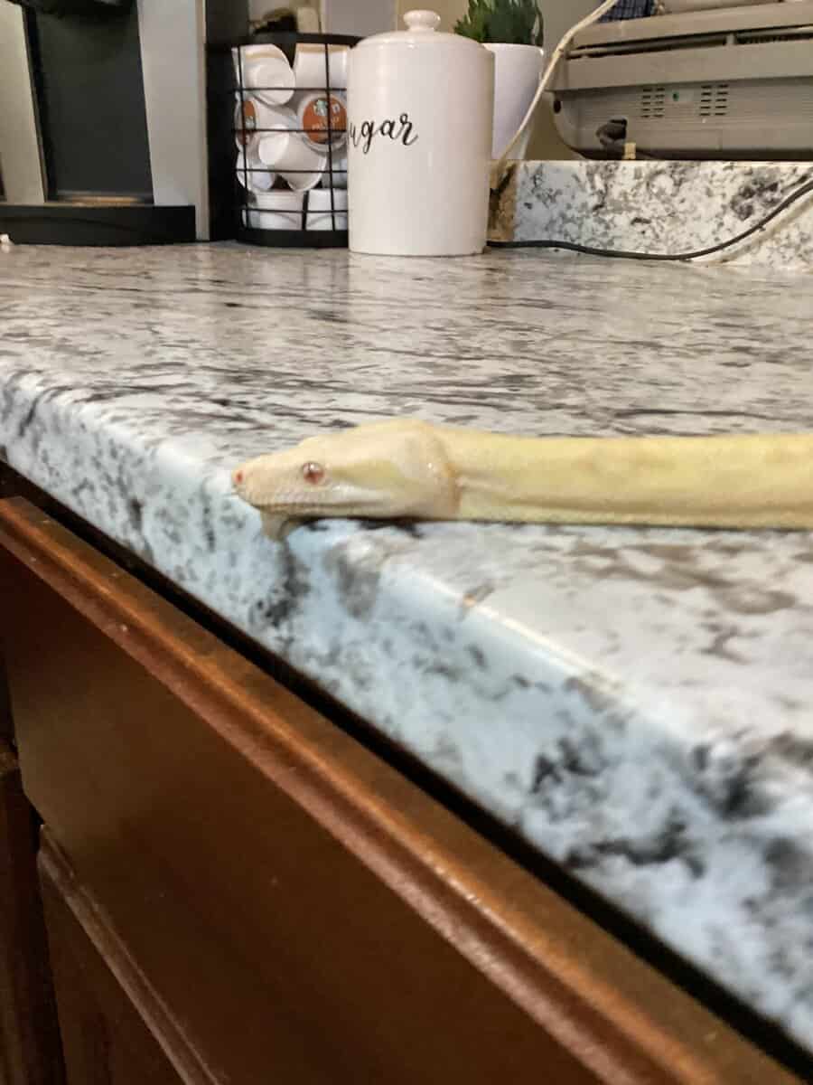 Albino Boa Constrictor image 1