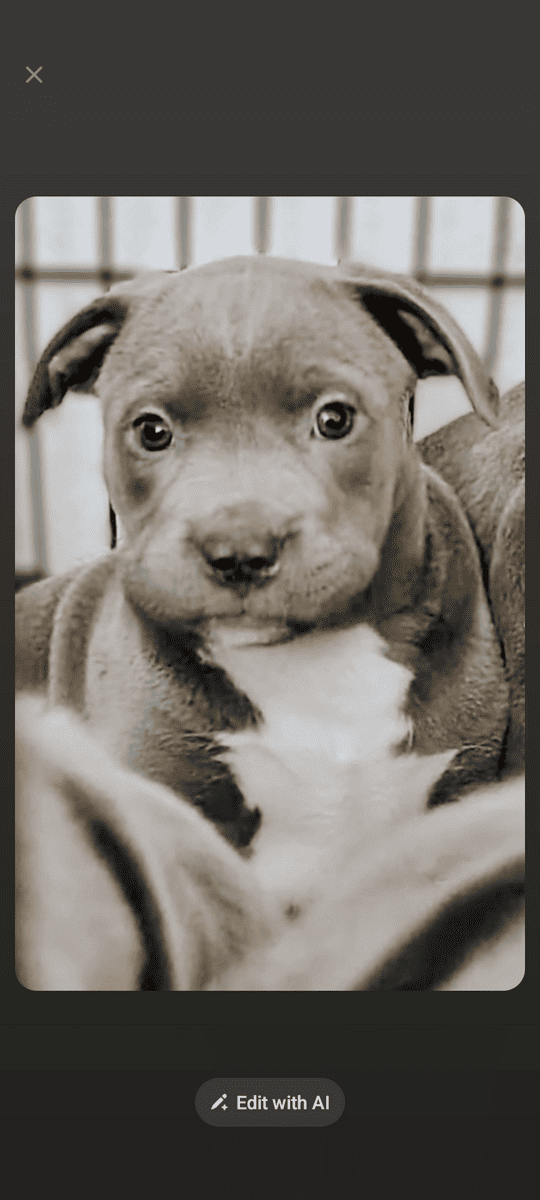 🐾 Gorgeous Blue Nose Puppies! image 6