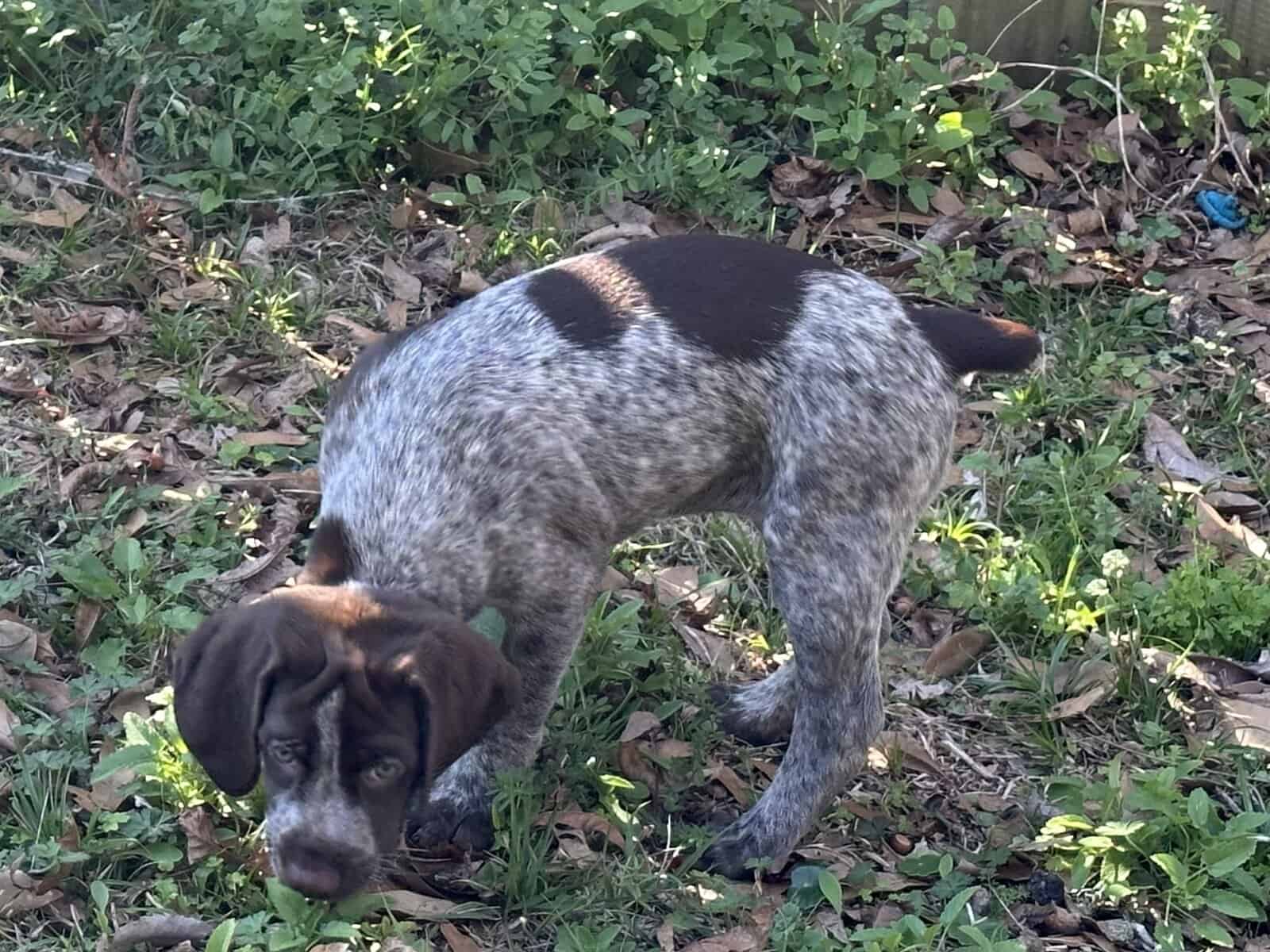 AKC GSP Big Girl image 4
