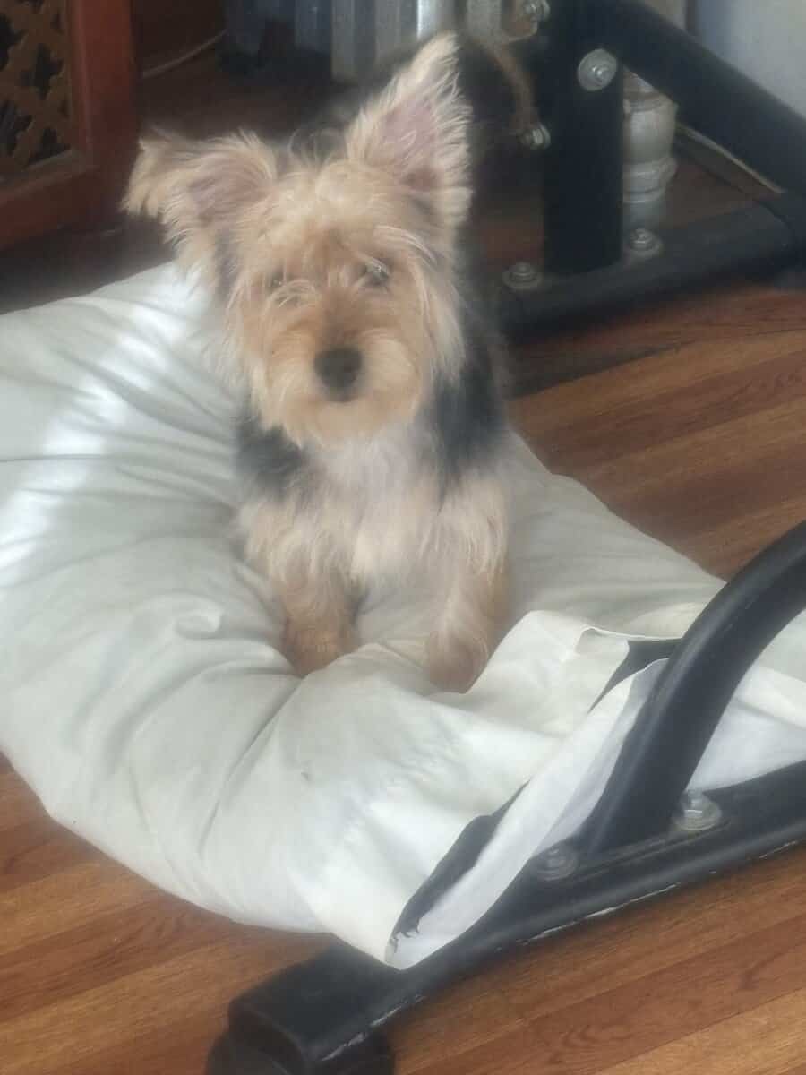 7month Male Yorkie puppy image 6