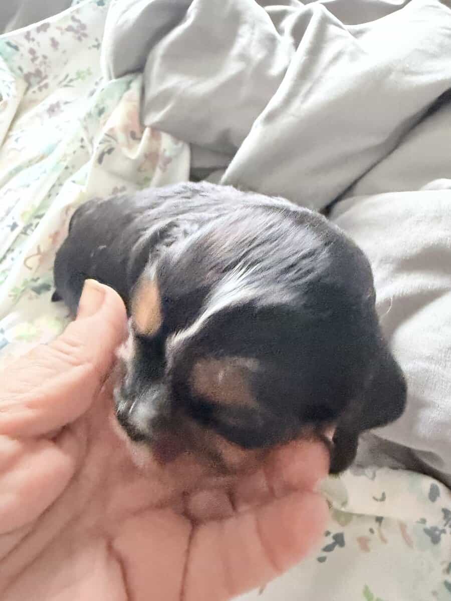 Puppies image 7