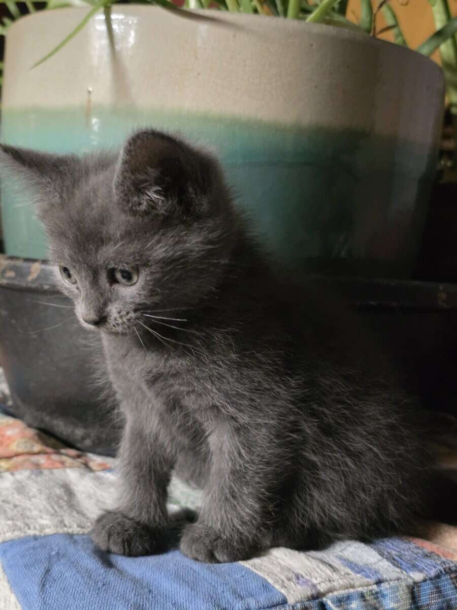 Kittens ready for new home image 4