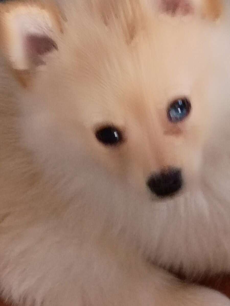 Bo the pomeranian image 1