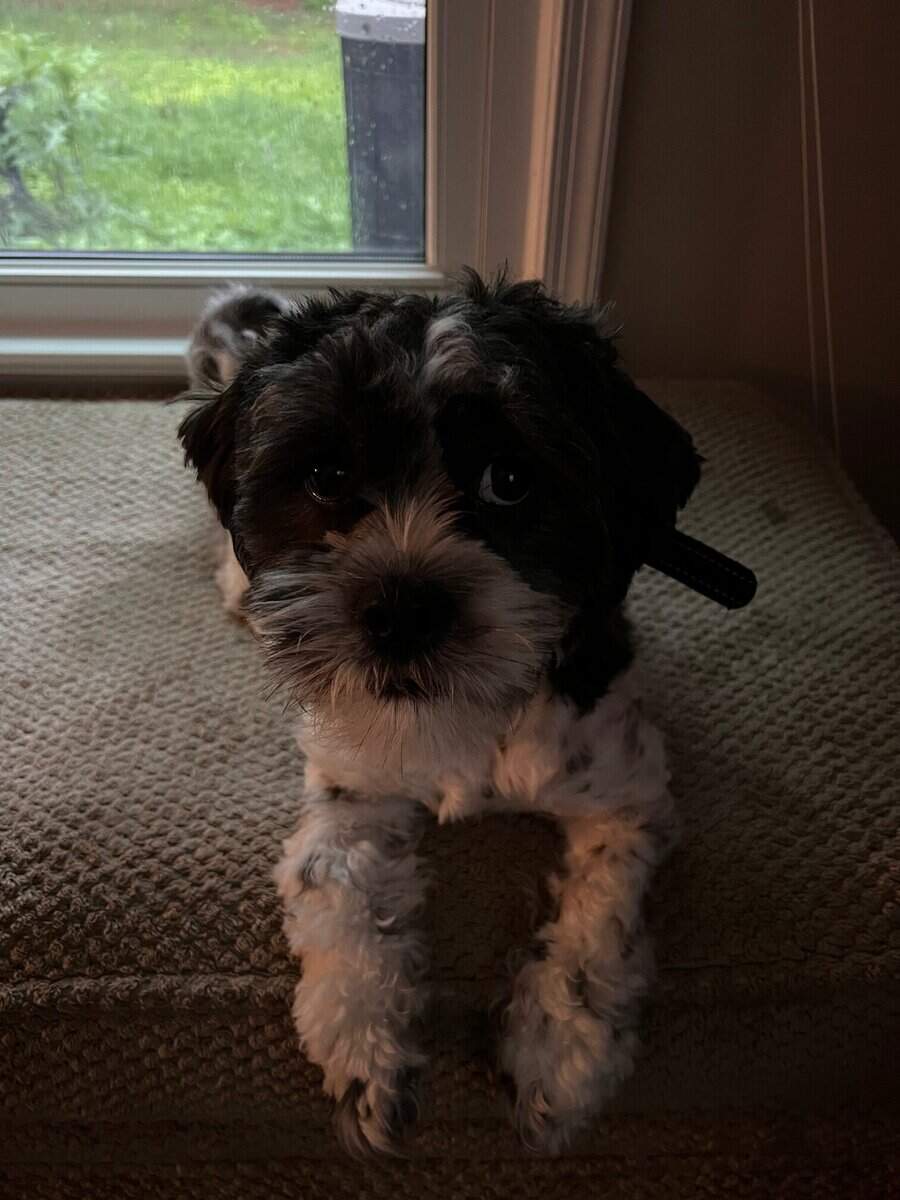 2yr old Maltese- shih tzu fixed-male image 1