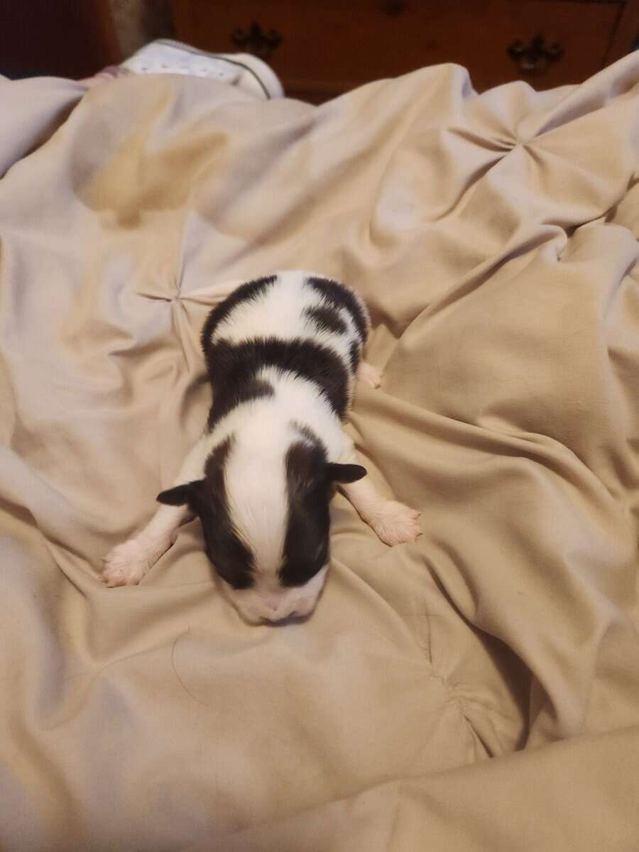 BayBell + Pepe Liter of 2 females/3 males image 7