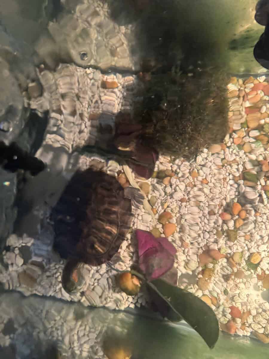 Adolescent turtle image 1