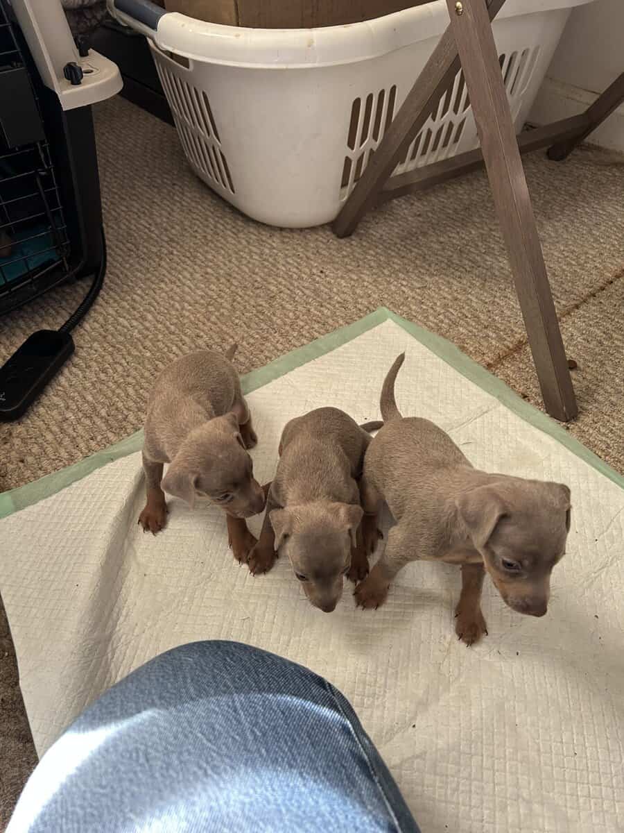 Min Pin puppies image 2