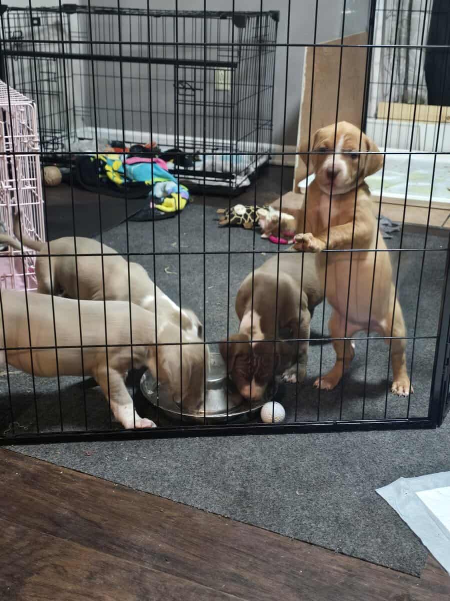 Staffordshire terrier pit bull pups for sale image 2