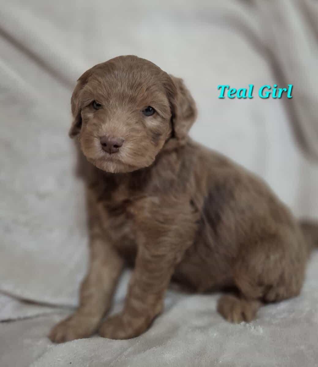 F1b Sheepadoodle puppies image 3